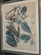 A print, after John J Audubon, Yellow Billed Cuckoo - Coccyzus Carolinenis, printed by W H Lizars,