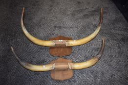 Two pairs of buffalo or similar bovine horns