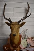 A vintage taxidermy study of a stags head having glass eyes with eight point antlers in fine