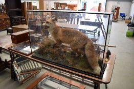 A taxidermy fox, mounted on naturalistic base in glass case (some repair to case), dimensions approx