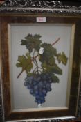 An original art work depicting still life grape bunch