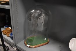 A late Victorian glass dome having felt and mahogany base 47cm tall by 20cm deep by 36cm wide