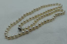 A string of cultured pearls of even form having a 14ct white gold ball clasp, approx 21'