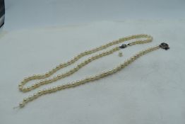 A string of cultured pearls of even form having a white metal clasp and a bracelet length broken