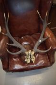 A pair of 19th Century antlers , previously mounted but damaged , writing to skull giving some