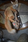 A taxidermy fox, mounted on wood and plinth for wall mounting