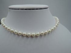 A string of cultured pearls of even ivory colour with a 9ct gold circular clasp, approx 18'