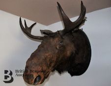 Taxidermy Moose Head