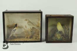 Taxidermy Birds