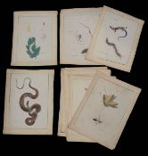 Eleven early 20th c. Japanese mostly entomological natural history paintings