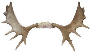 A pair of mid 20th Century North American moose antlers