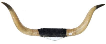 LARGE PAIR OF MOUNTED OX HORNS