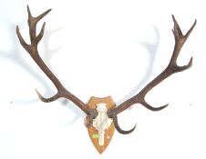LARGE SET OF RETRO VINTAGE TAXIDERMY SET OF STAG ANTLERS