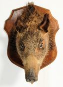 EARLY 20TH CENTURY TAXIDERMY BOARS HEAD