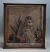 ANTIQUE EARLY 20TH CENTURY TAXIDERMY TAWNY OWL