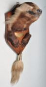 TAXIDERMY - MOUNTED BADGERS HEAD, PAWS & TAIL