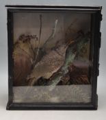 TAXIDERMY - VICTORIAN TAXIDERMY WOODPECKER