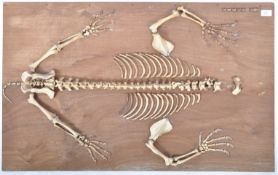 NATURAL HISTORY & TAXIDERMY INTEREST CUB SKELETON MOUNTED ON BOARD