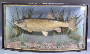TAXIDERMY - PRESERVED CASED VICTORIAN CHUB FISH