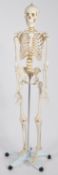 20TH CENTURY SCIENTIFIC MODEL OF A HUMAN SKELETON