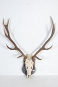 OF TAXIDERMY INTEREST - VINTAGE 11 POINT STAG ANTLERS