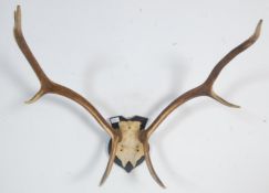 OF TAXIDERMY INTEREST - VINTAGE 20TH CENTURY STAG ANTLERS
