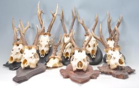 TAXIDERMY INTEREST - COLLECTION OF EIGHT VINTAGE 20TH CENTURY ROE DEER SKULLS