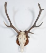 OF TAXIDERMY INTEREST - VINTAGE 20TH CENTURY 10 POINT STAG ANTLERS