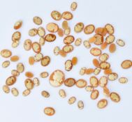 LOOSE CAMEOS - A COLLECTION OF CARVED SHELL CAMEOS