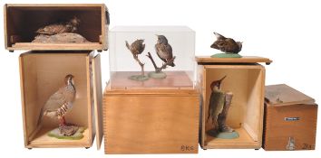 COLLECTION OF CASED VINTAGE TAXIDERMY BIRDS