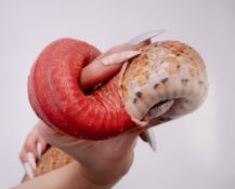 POLLY MORGAN (BRITISH) MSORD, 2020