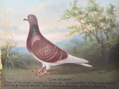 ANDREW BEER - LORD KITCHENER - OIL ON CANVAS RACING PIGEON PAINTING