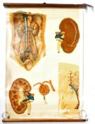MID 20TH CENTURY GERMAN EDUCATIONAL HUMAN ANATOMY POSTER