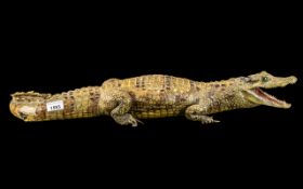 Taxidermy Interest - Cayman Alligator measures approx. 28