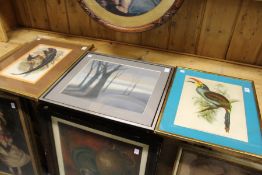 A colour print of an exotic bird and two other pictures.