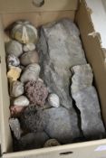 A small group of fossils and other items.