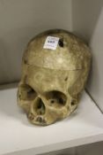 A reproduction human skull, probably used as a teaching aid.