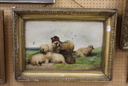 19th century English school 'Sheep Resting on a Hill Top' oil on board.
