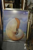 A large colour print depicting a sea shell.