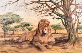 Major Edward Byrne (b.1919) British, A resting lion on a savannah landscape, oil on canvas,