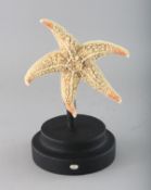 A STARFISH on a wooden stand. 5ins.