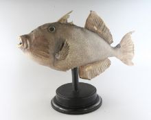 A LARGE FISH SPECIMEN on a circular base. 18ins long.