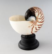 A NAUTILUS SHELL SPECIMEN on a circular base. 6ins.