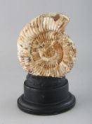 AN AMORITE on a circular stand. 1ins.