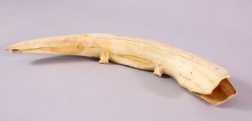 A 19TH CENTURY AFRICAN CARVED IVORY ALLIGATOR, of curved natural form, 31cm wide.