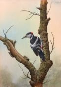 David Smithurst (1942-2001) British, A Greater Spotted Woodpecker, watercolour, inscribed verso, 18