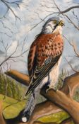 20th century British school, A kestrel perched in a tree, oil on board, 24