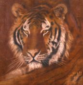 20th century British, A head study of a tiger, chalk, 11.5