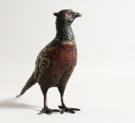 A COLD PAINTED BRONZE PHEASANT. 7.5ins long.