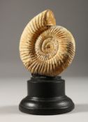 AN AMMONITE ON A STAND. 4ins.